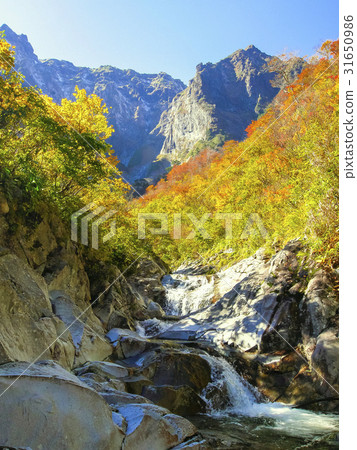 Kaneko Tanigawa的秋葉（垂直） 31650986