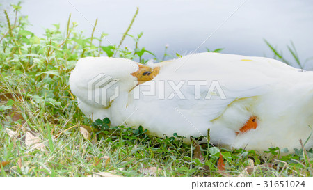 Duck's sleeping face Duck's sleeping face 31651024