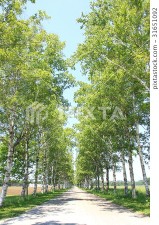 A row of trees in white birch Hokkaido A row of trees in white birch Hokkaido 31651092