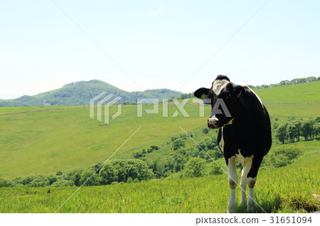 Dairy landscape in Hokkaido Dairy landscape in Hokkaido 31651094