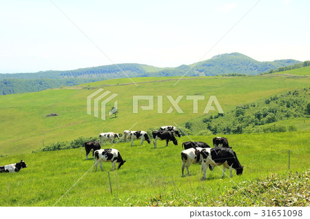 Dairy farming in Hokkaido Tokachi 31651098