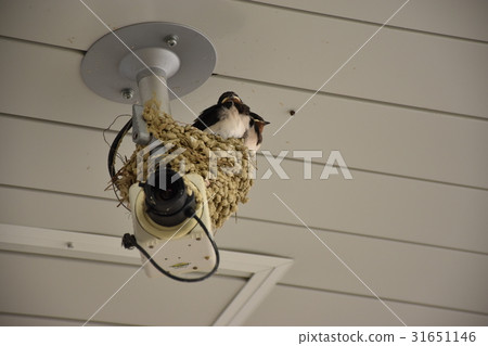 Security cameras and observers of swallows Security cameras and observers of swallows 31651146