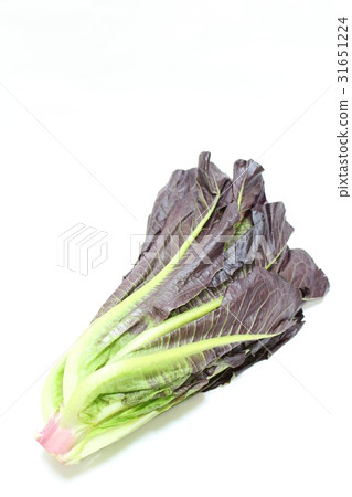 Romaine lettuce Romaine lettuce 31651224