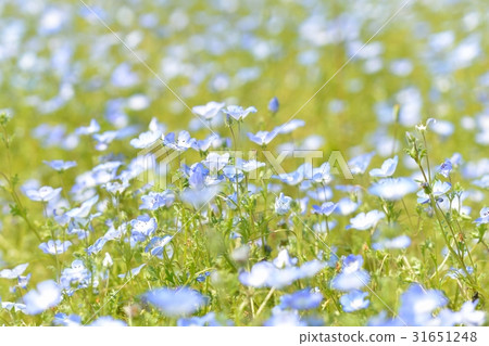 Kurihama Flower Country Nemophila Flower Kurihama Flower Country Nemophila Flower 31651248