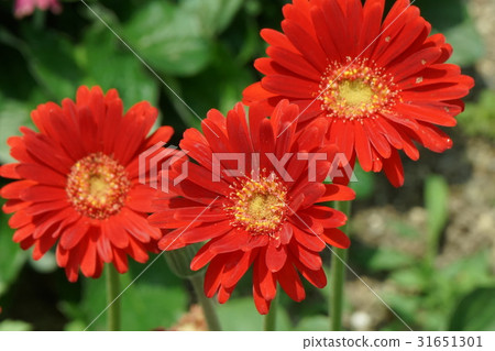 Gerbera vermillion 01 31651301