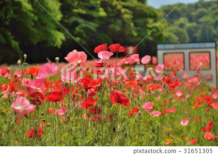 Kurihama flower country Poppy flower Kurihama flower country Poppy flower 31651305