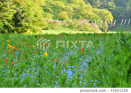 橫須賀·久里濱花國 31651330