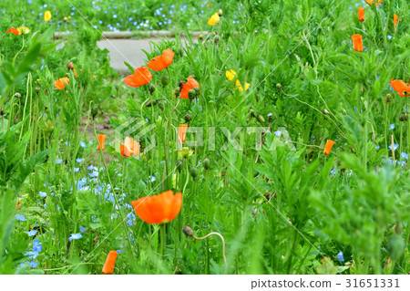 橫須賀·久里濱花國 橫須賀·久里濱花國 31651331