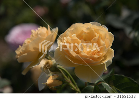 English Rose, Abraham derby 31651538