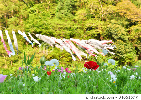 橫須賀·久里濱花國 31651577