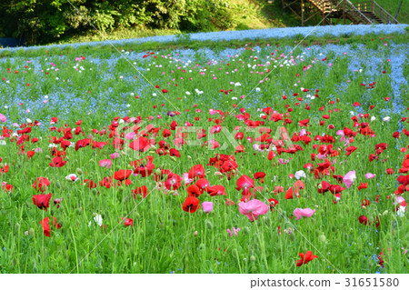 Yokosuka · Kurihama flower country Yokosuka · Kurihama flower country 31651580