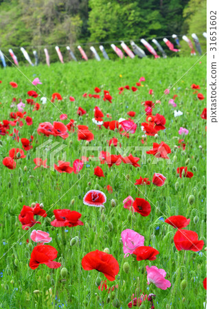 Yokosuka · Kurihama flower country 31651602