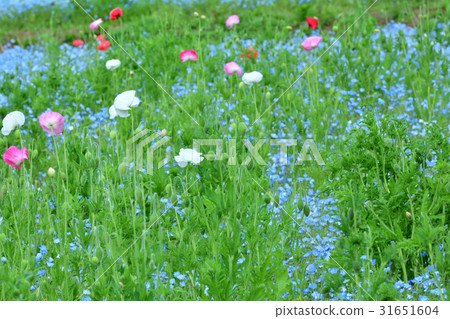 Yokosuka · Kurihama flower country 31651604