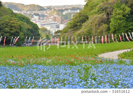 橫須賀·久里濱花國 31651612