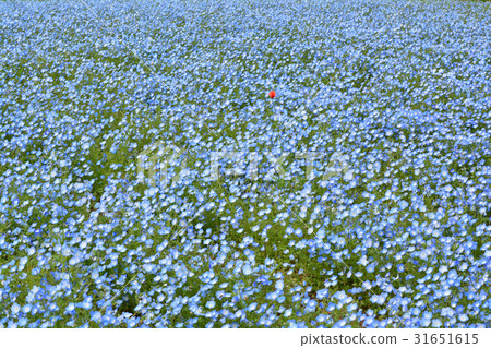 Yokosuka · Kurihama flower country 31651615