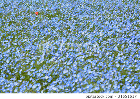 Yokosuka · Kurihama flower country 31651617