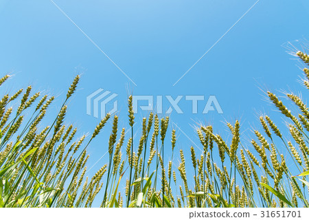 成熟麥田和藍天的拷貝空間 成熟麥田和藍天的拷貝空間 31651701