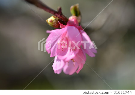 櫻花特寫 31651744