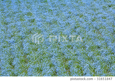 Yokosuka · Kurihama flower country Yokosuka · Kurihama flower country 31651847