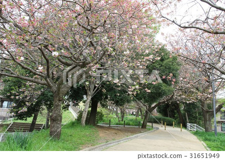 神奈川縣人行道櫻花 神奈川縣人行道櫻花 31651949