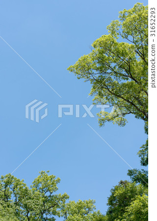 Bright green trees and blue sky copy space Bright green trees and blue sky copy space 31652293