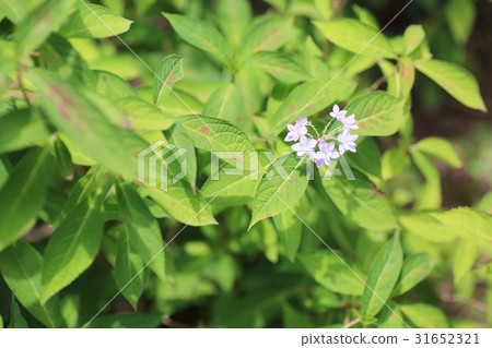 Hydrangea flower Hydrangea flower 31652321