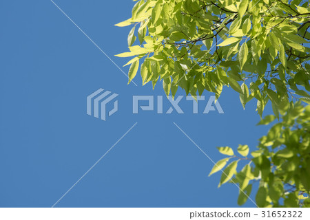 鮮綠色的樹和藍天復制空間 鮮綠色的樹和藍天復制空間 31652322