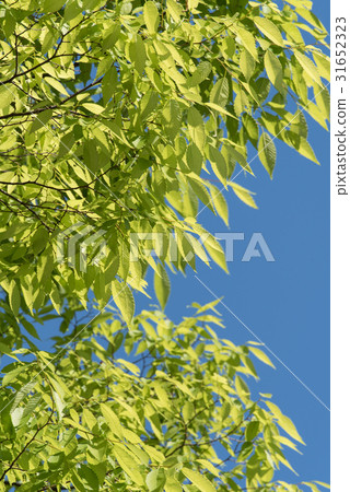 鮮綠色的樹和藍天復制空間 鮮綠色的樹和藍天復制空間 31652323