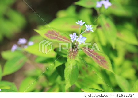 繡球花 繡球花 31652324