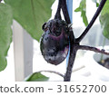 Make eggplant with balcony 31652700