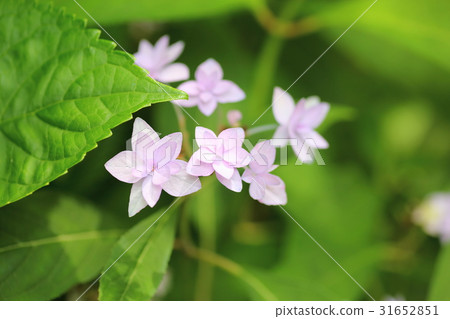 Hydrangea flower 31652851