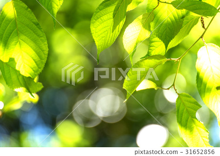 Light falling on fresh green 31652856