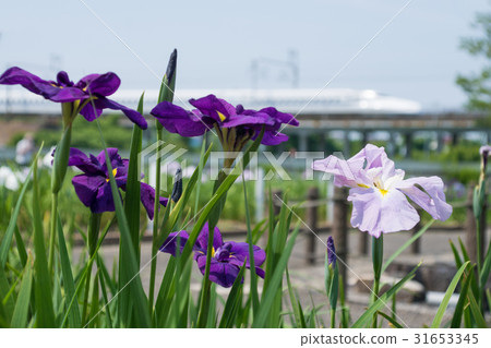 花葫蘆和東海道新幹線 花葫蘆和東海道新幹線 31653345