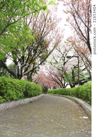 神奈川縣人行道櫻花 31653404