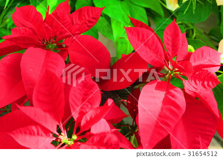Poinsettia 31654512