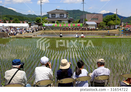 Mibu's flower rice plant 31654722