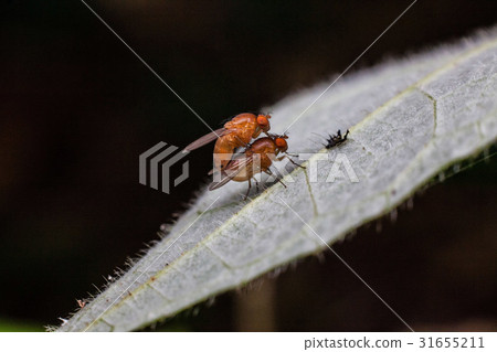 Close up view of real fruitfly in mating 31655211
