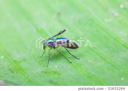Close up view of real green long legged fly 31655264