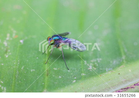 Close up view of real green long legged fly 31655266