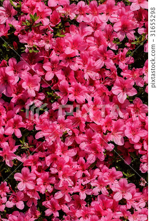 杜鵑花的花 31655298