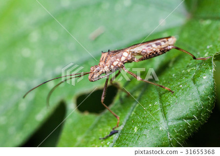Marmorated stink bug known as Halyomorpha Halys 31655368
