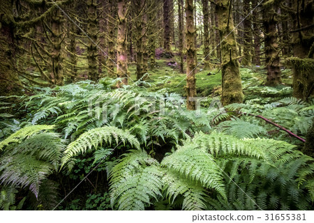 dark scary spruce tree forest 31655381