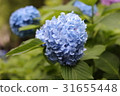 繡球 31655448
