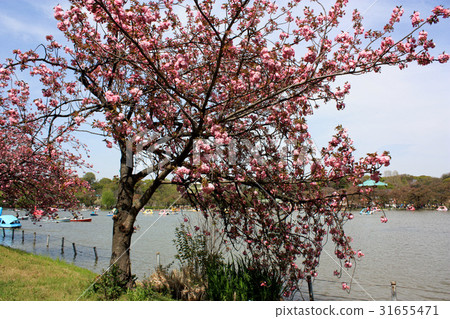 图库照片 重瓣樱树 八重桜 樱花