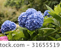 繡球 31655519