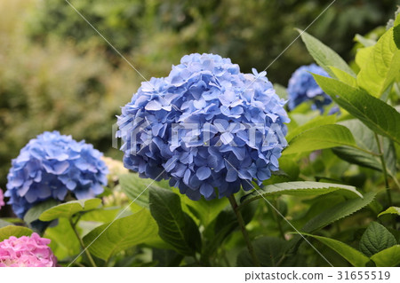 繡球 31655519