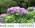繡球 31655692