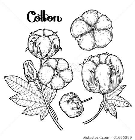 Graphic cotton plants 31655899