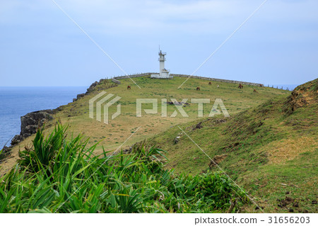 Okinawa Yonagunijima Higashi-zaki lighthouse and Yonaguni horse of Higashi-zaki 31656203