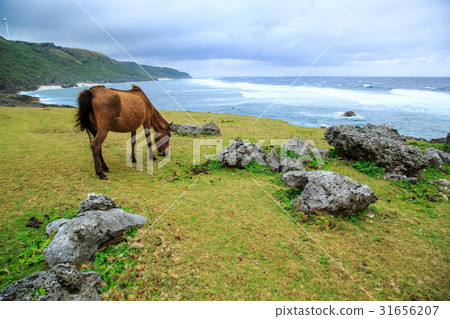 沖繩與那國島東崎的與那國馬 31656207
